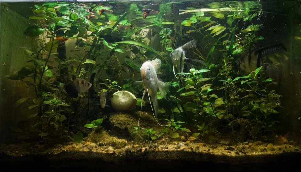 Vibrant Freshwater Aquarium with Angel Fish