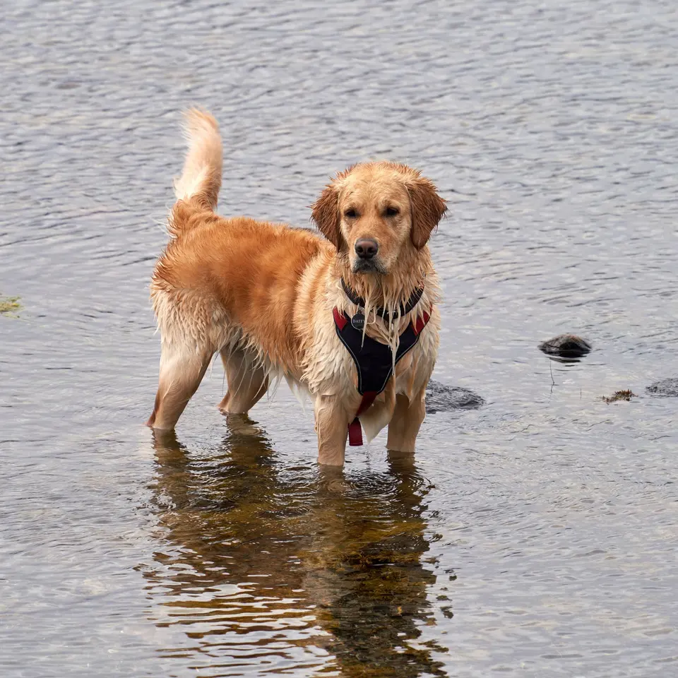 Photo of Dog on Shallow Water