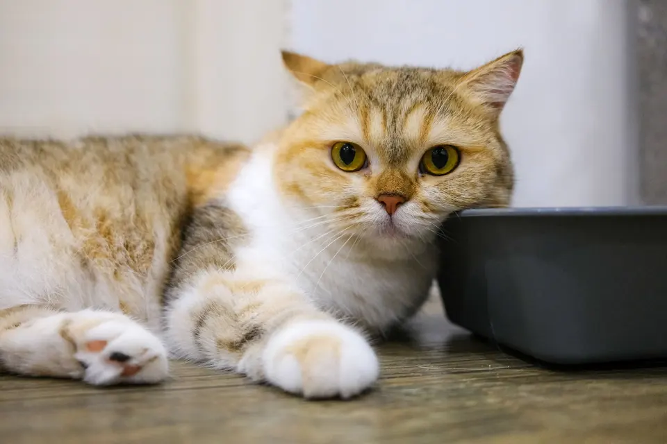 Kumelya Silika Kristal Kedi Kumu