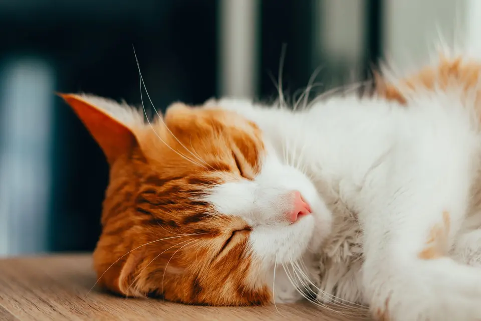 Talvio Yaşlı Kedi Maması 7+ Tavuklu