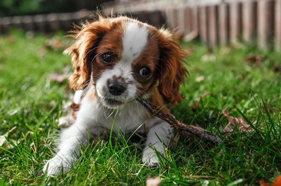 Talvio Yavru Köpek Maması Büyük Irk Tavuklu