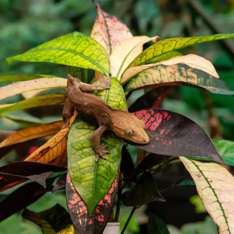 Crested Gecko on Colorful Croton Leaves
