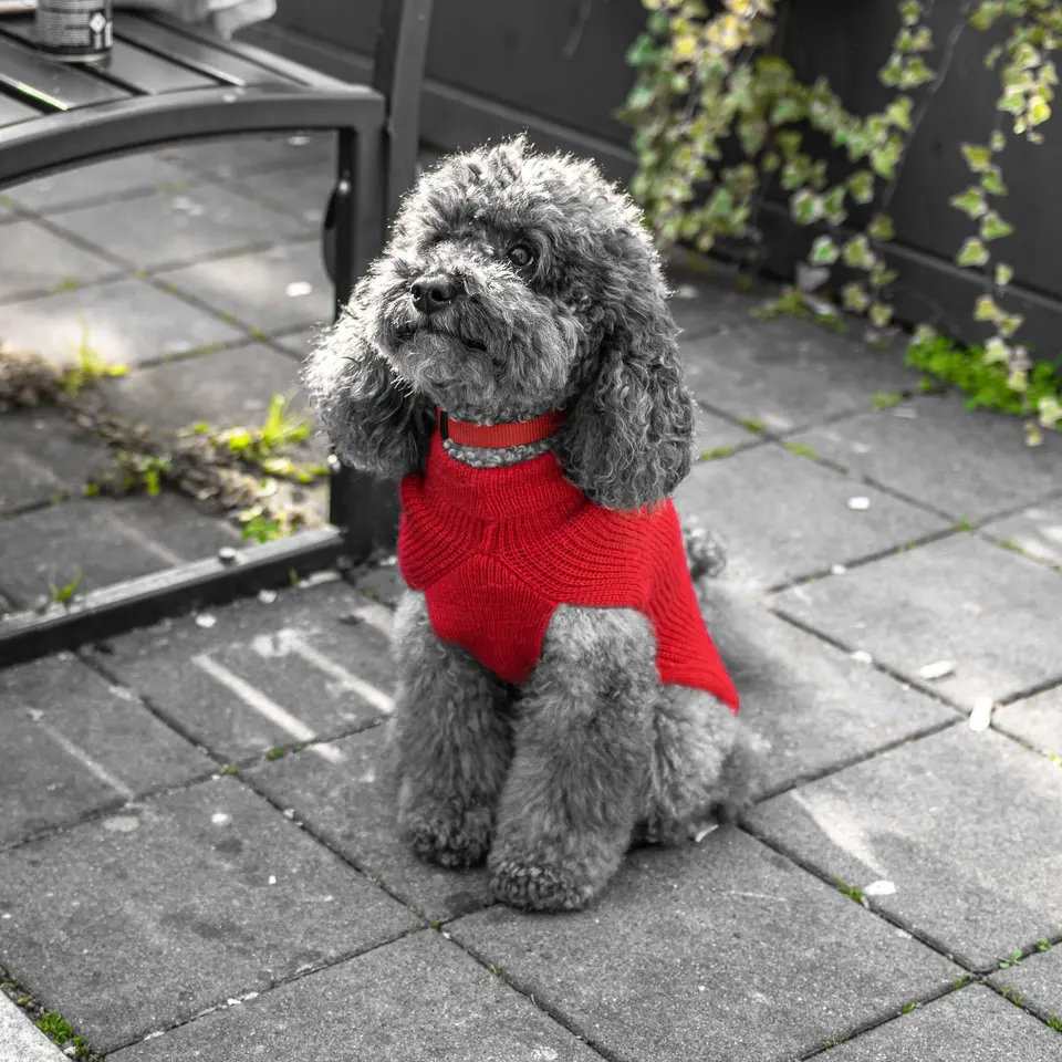 Zerdiva Örgü Köpek Kazağı