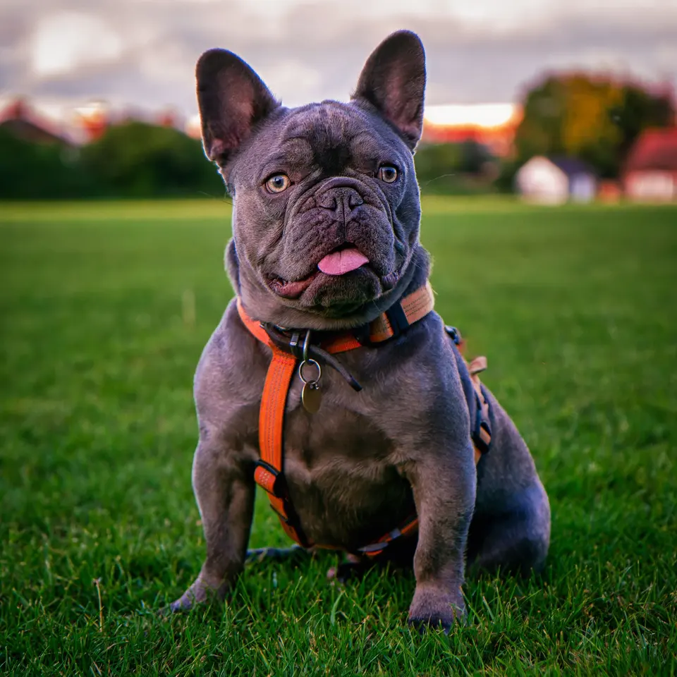 Adorable French Bulldog on Green Field