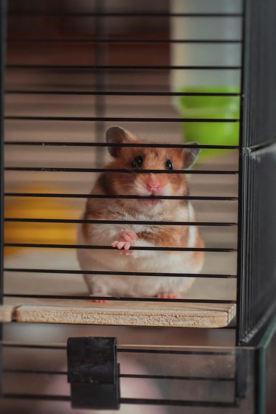Zerdiva Hamster Kafesi İki Katlı