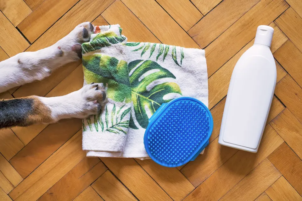 White Short Coated Dog on a Wooden Floor with Towel and Bath Essentials