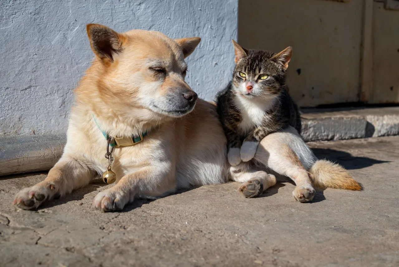 Yan yana uzanan köpek ve kedi