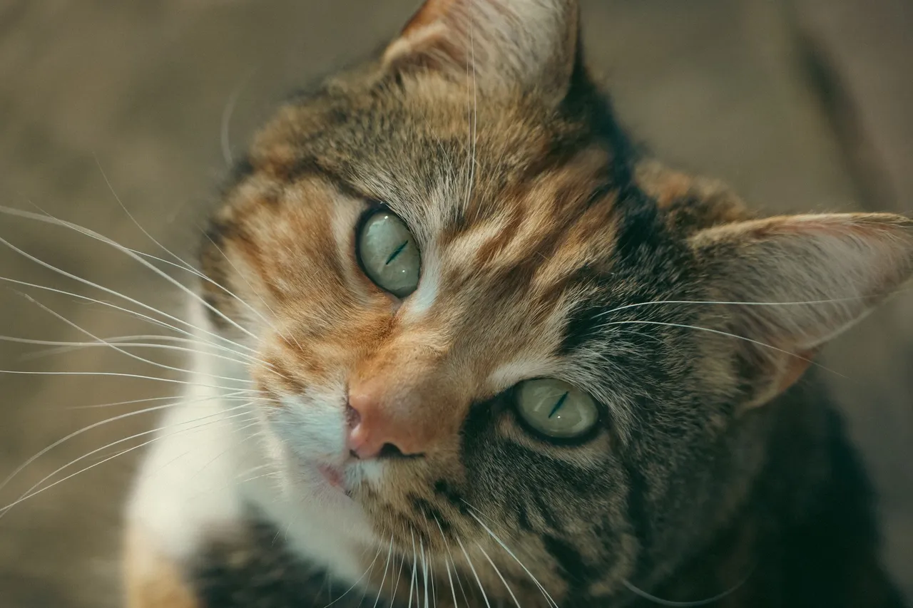 Kameraya bakan tekir kedi