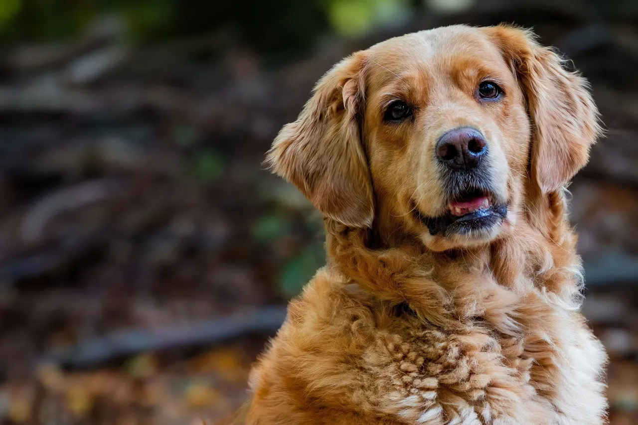 Golden retriever portresi