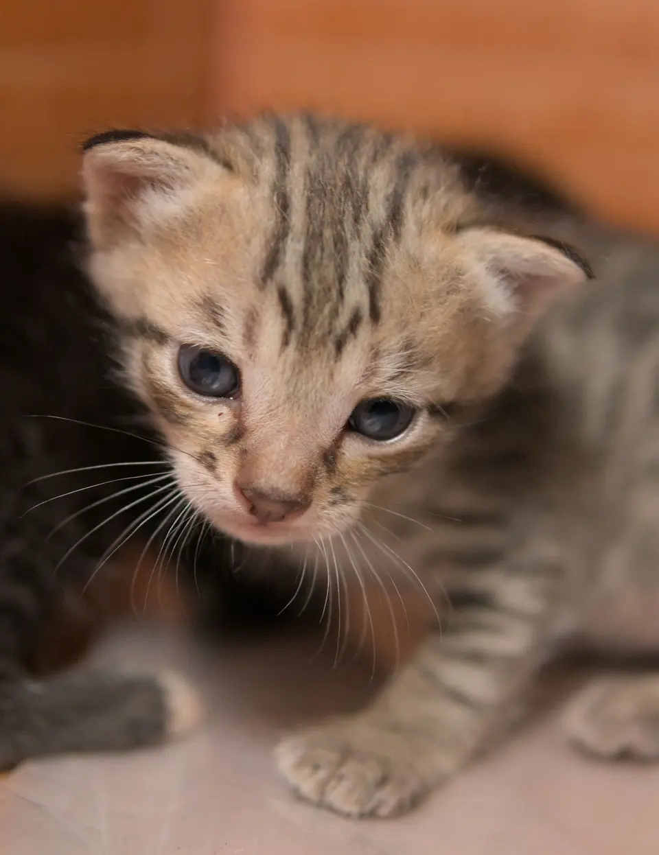 Close-up of an Adorable Tabby Kitten Indoor