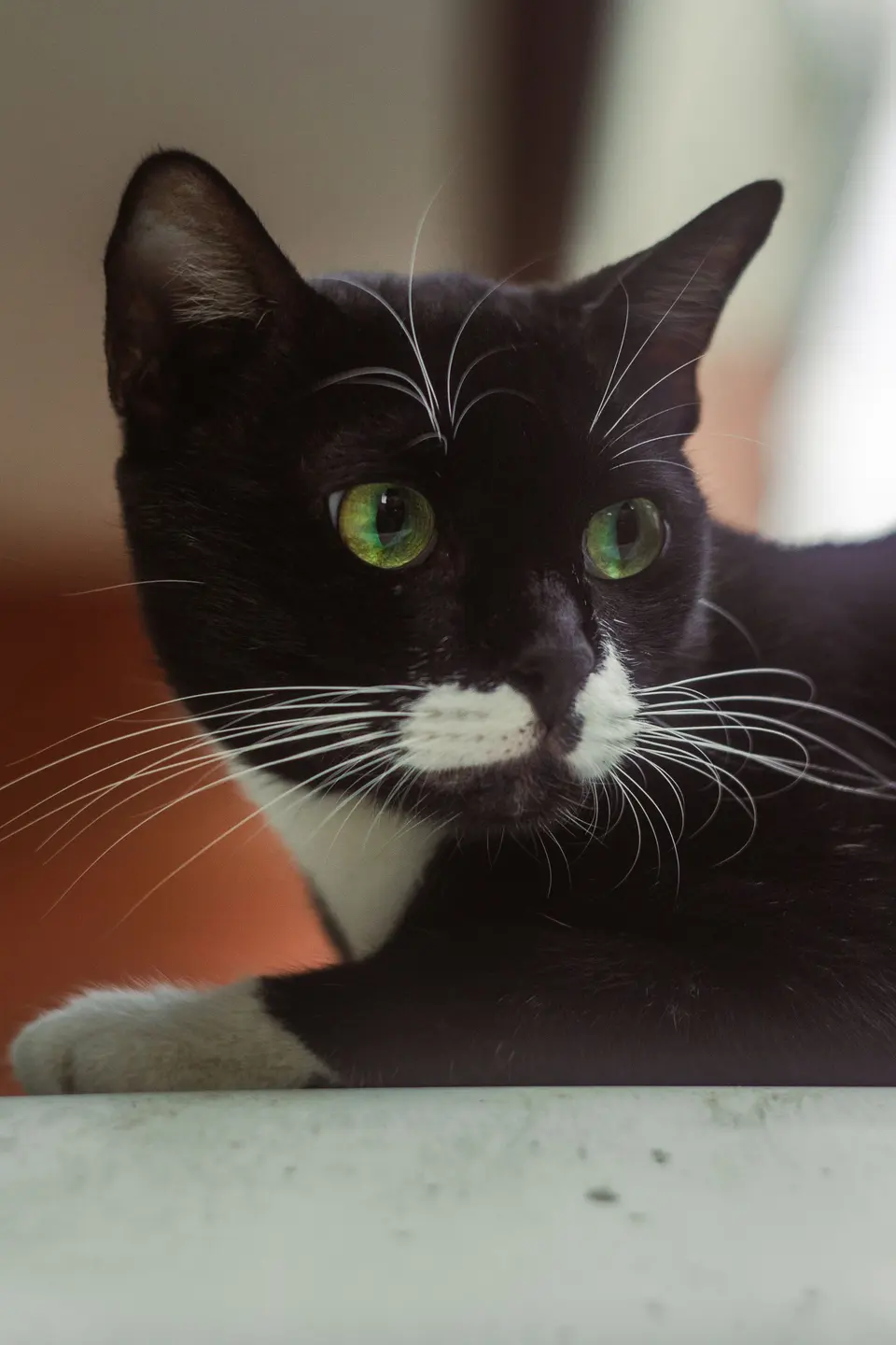 Tuxedo Cat with Green Eyes Relaxing Indoors