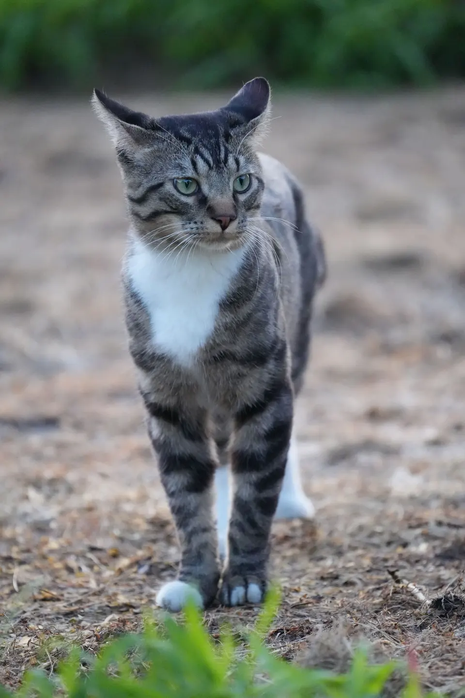 Tabby Cat Standing Outdoors in Natural Setting