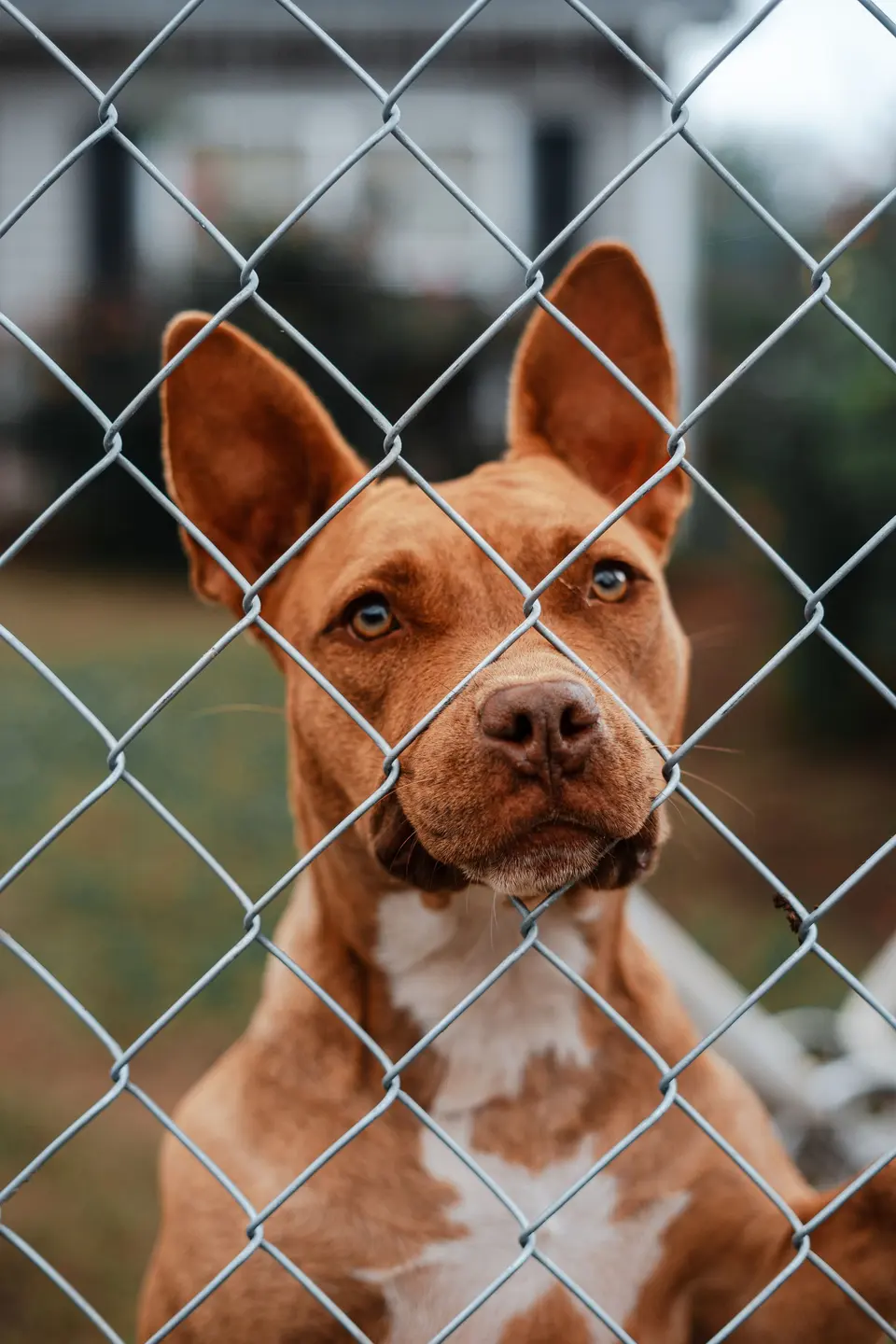 Alert Brown Dog Behind Chain Link Fence