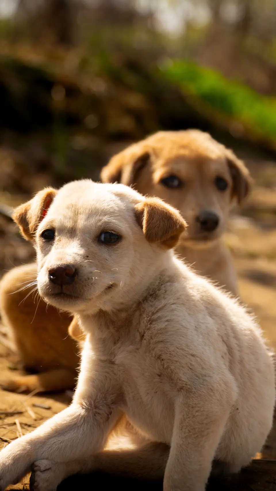 Adorable Duo of Puppies Relaxing Outdoors