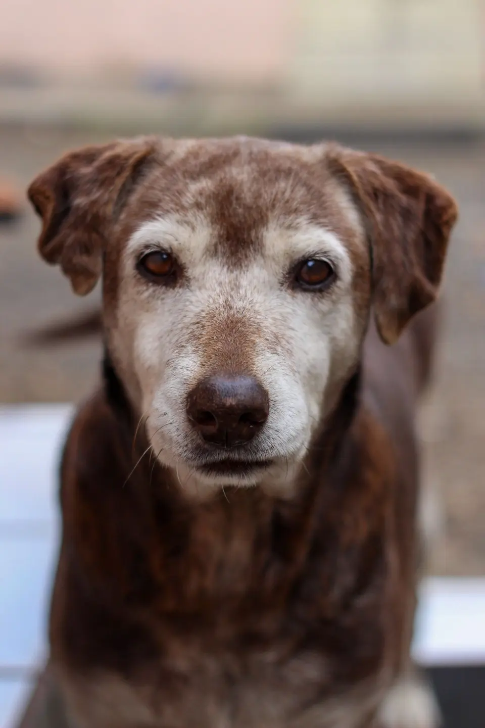 Close-Up of a Senior Labrador Retriever