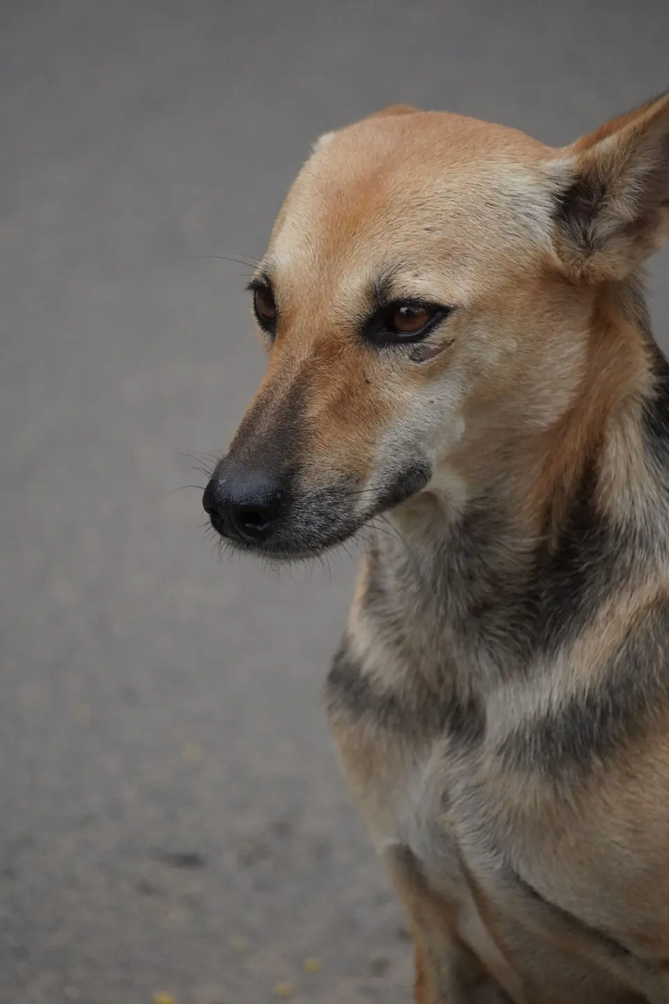 Obedient German Shepherd