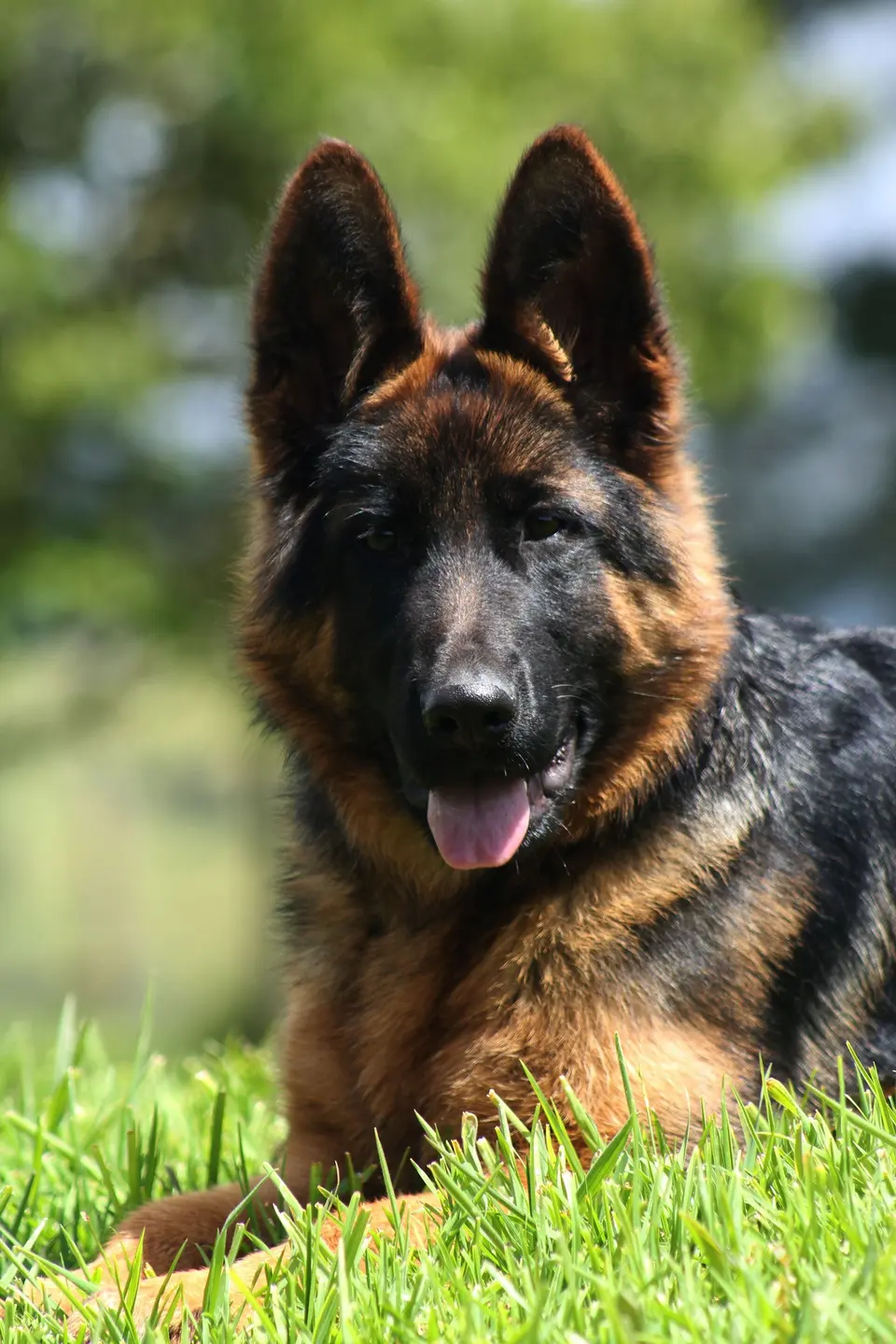 Nobrena Hassas Sindirim Köpek Maması Beyaz Balıklı