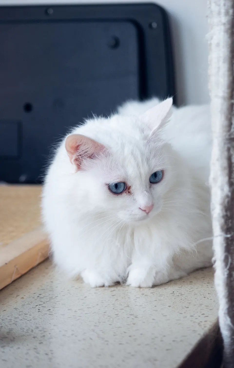 Ankara Kedisi