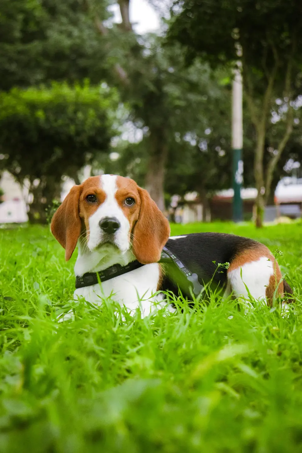 Talvio Yetişkin Köpek Maması Orta Irk Kuzulu