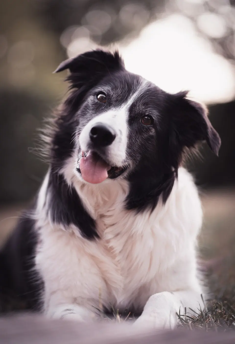 Talvio Kısırlaştırılmış Köpek Maması Tavuklu