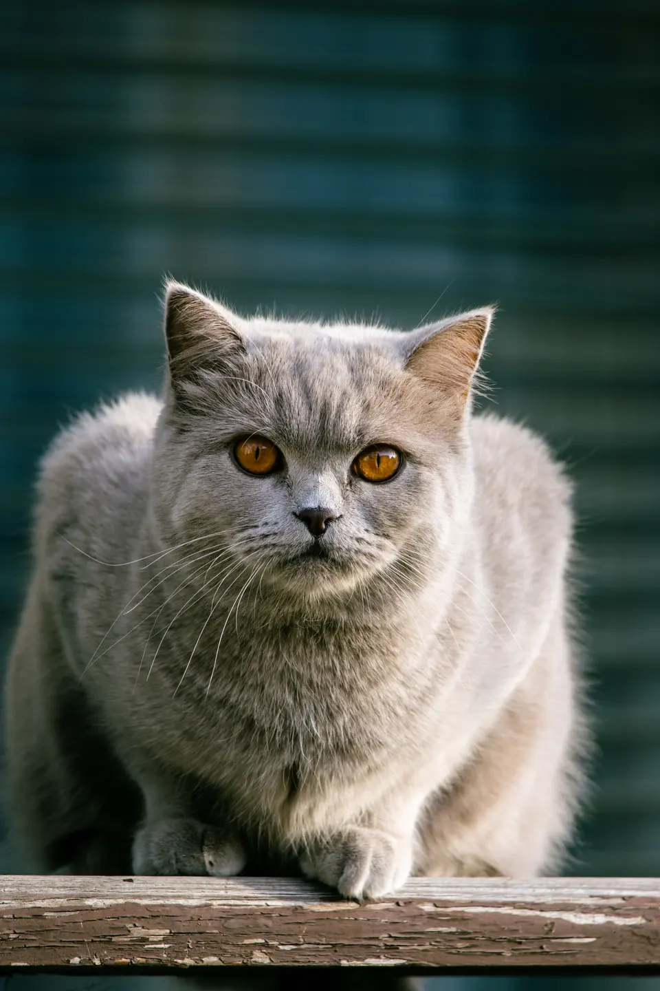 British Shorthair