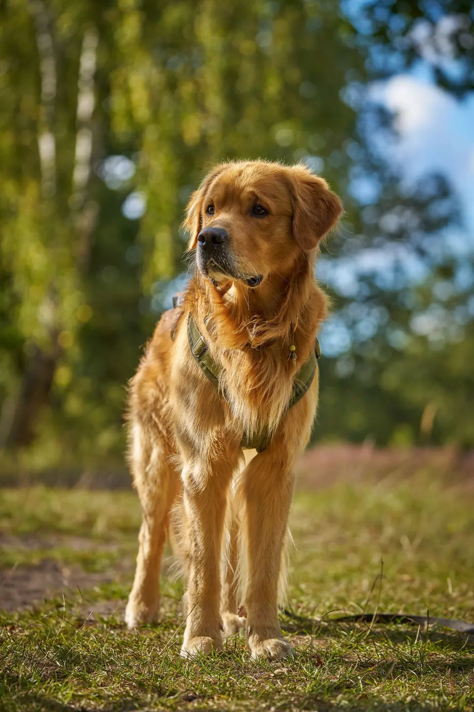 Karamel