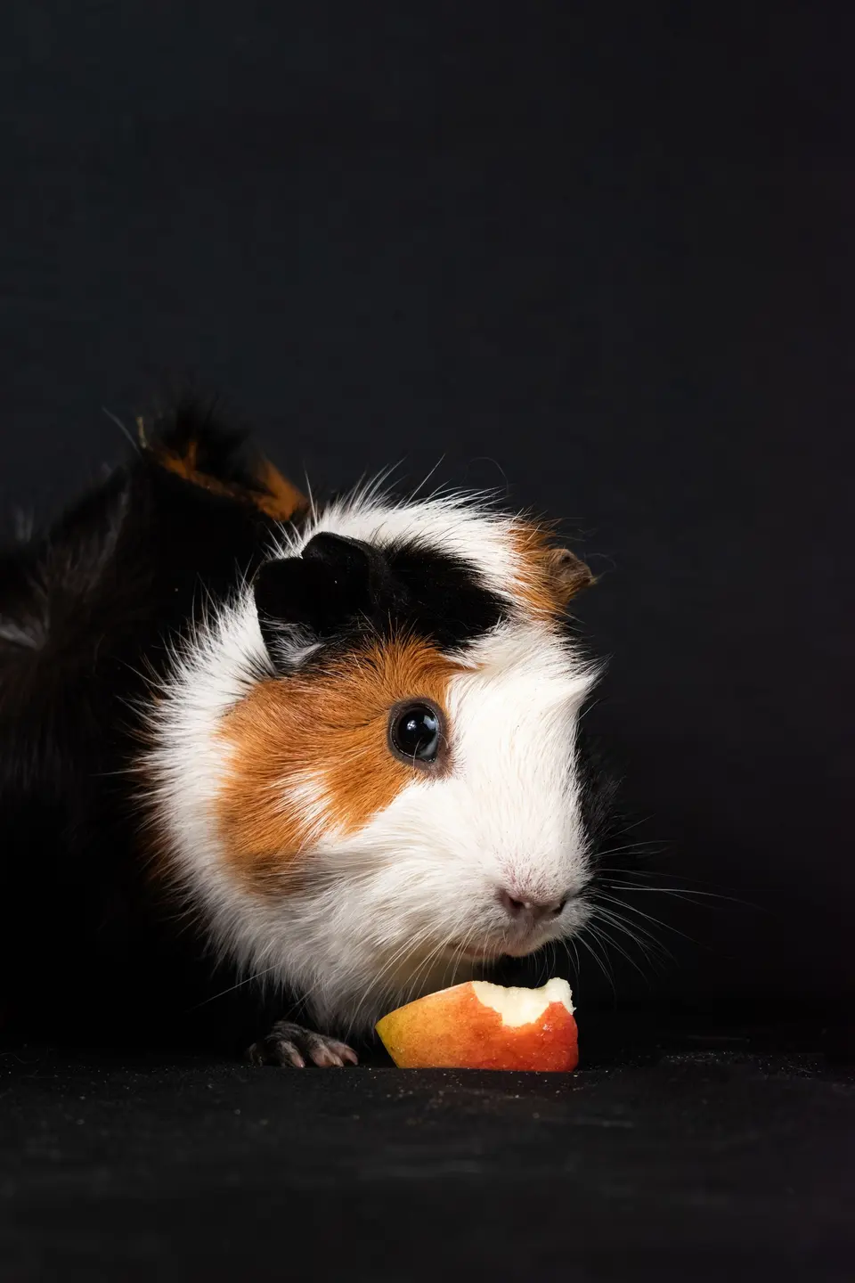 Talvio Guinea Pig Yemi C Vitaminli