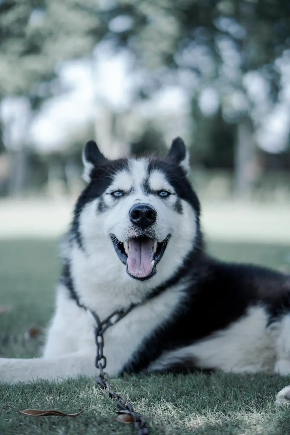 Nobrena Tahılsız Yetişkin Köpek Maması Somonlu