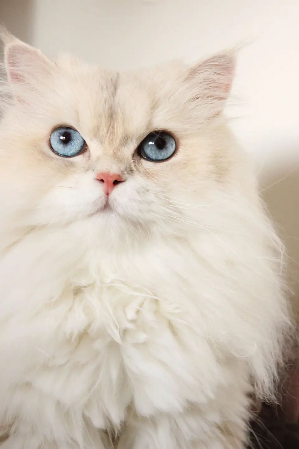 Talvio Tüy Yumağı Kontrol Kedi Maması Ördekli