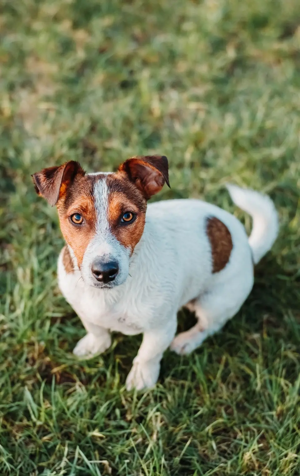 Jack Russell Terrier on Green Grass in Daylight
