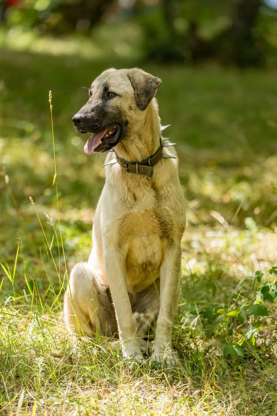 Nobrena Tahılsız Büyük Irk Köpek Maması Hindili