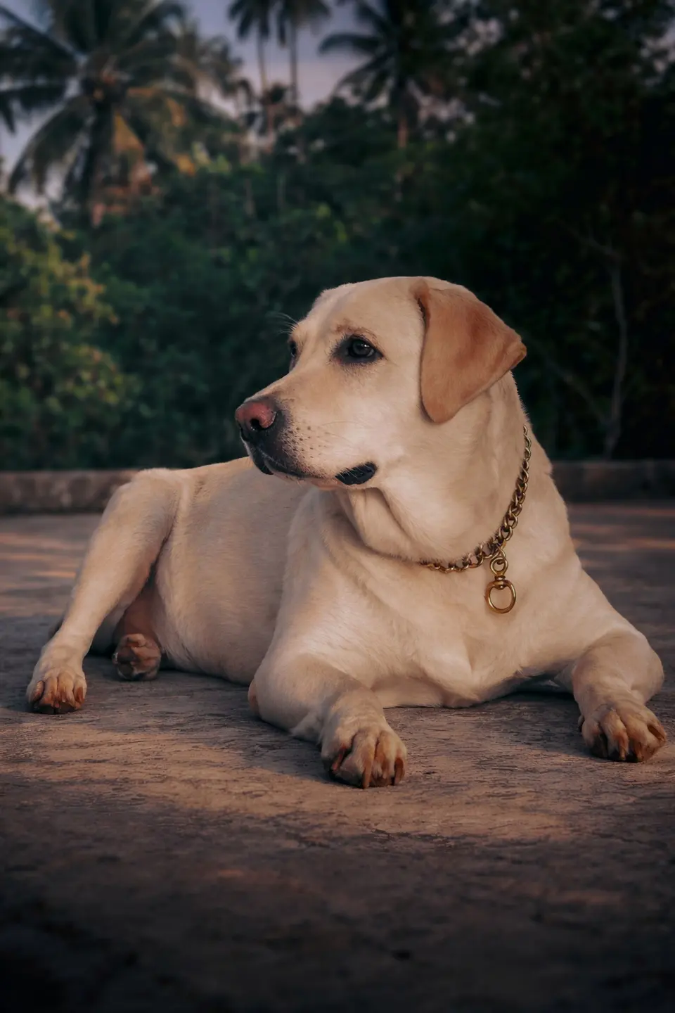 Talvio Light Köpek Maması Hindili