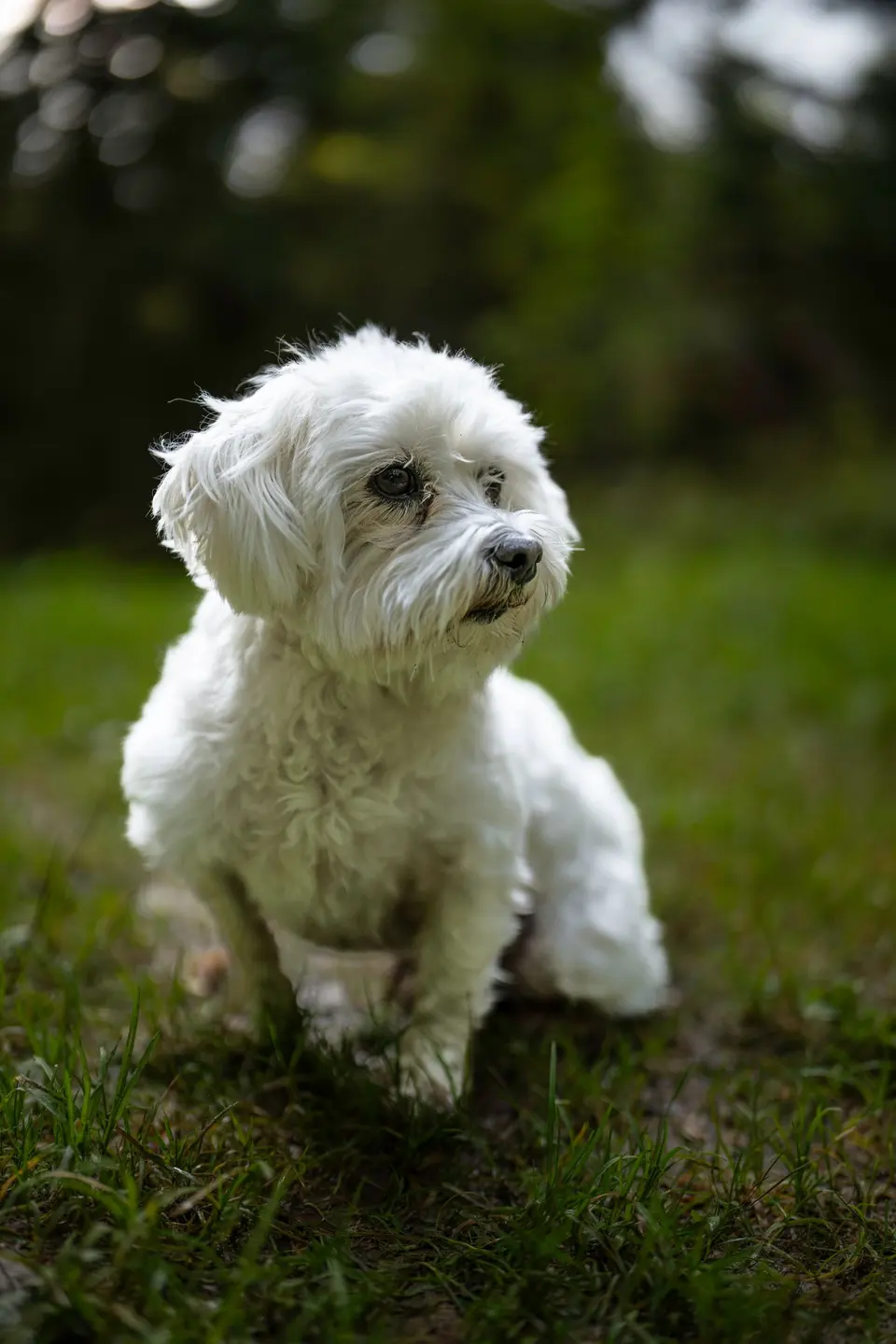 Nobrena Tahılsız Mini Irk Köpek Maması Somonlu