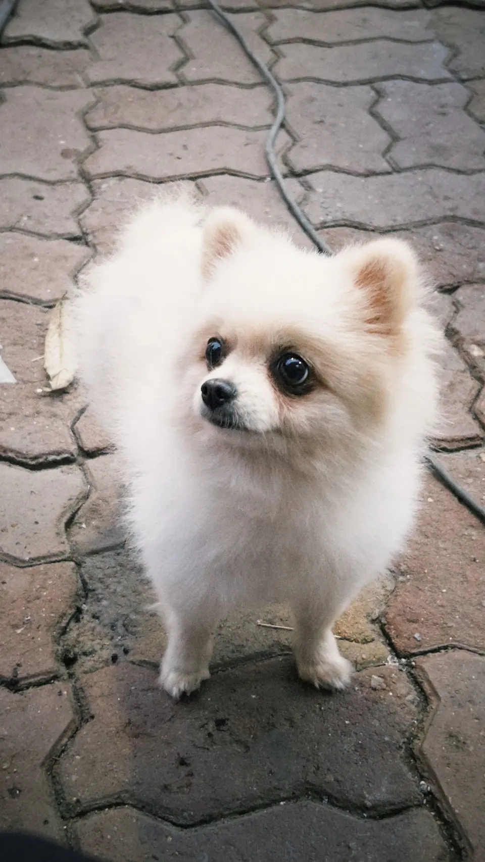 Talvio Yetişkin Köpek Maması Mini Irk Tavuklu