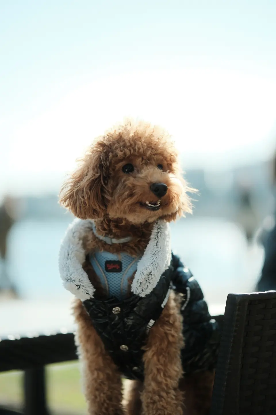 Adorable Poodle in Stylish Outfit Outdoors