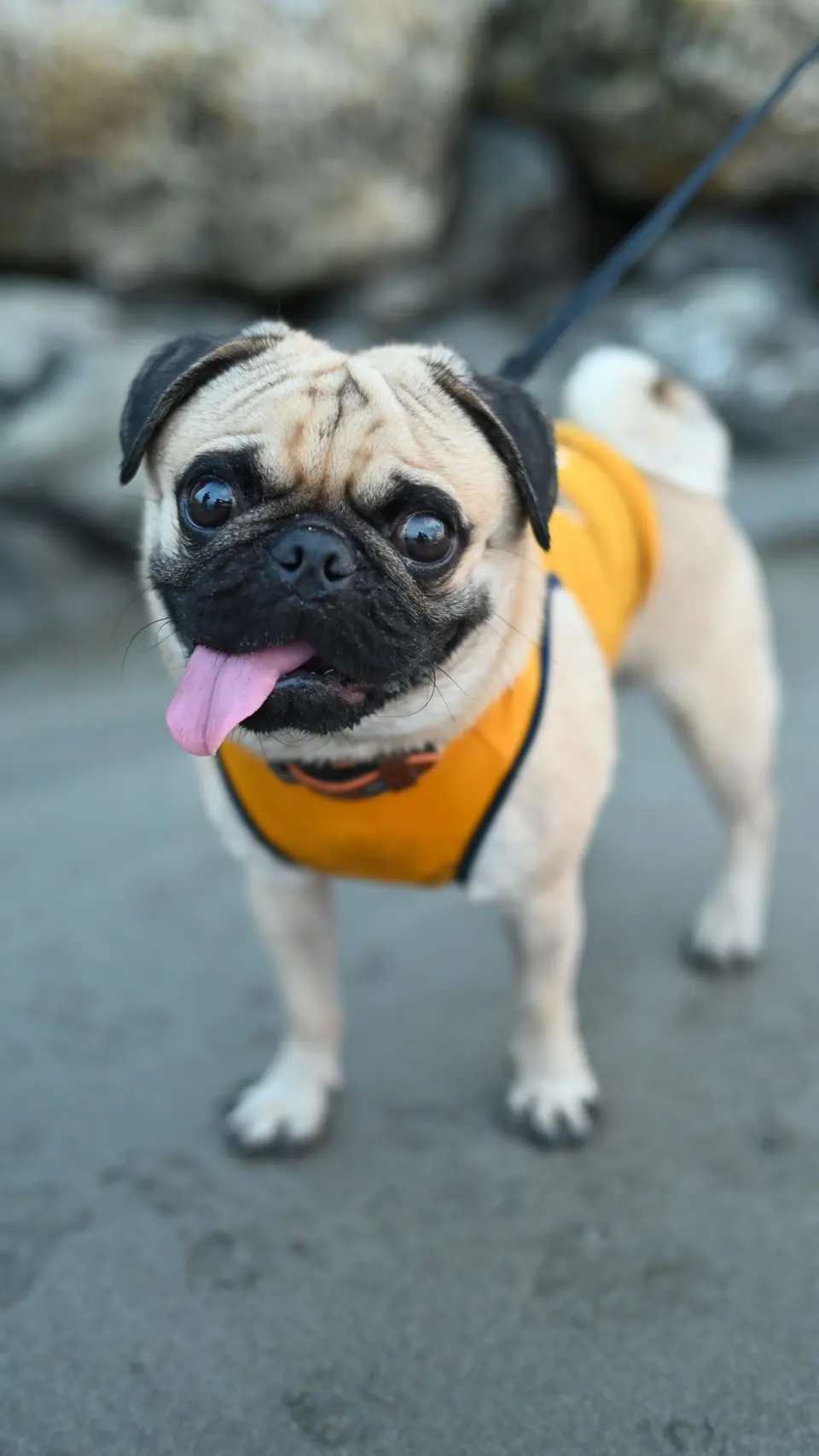 Pug with a Collar on a Pavement