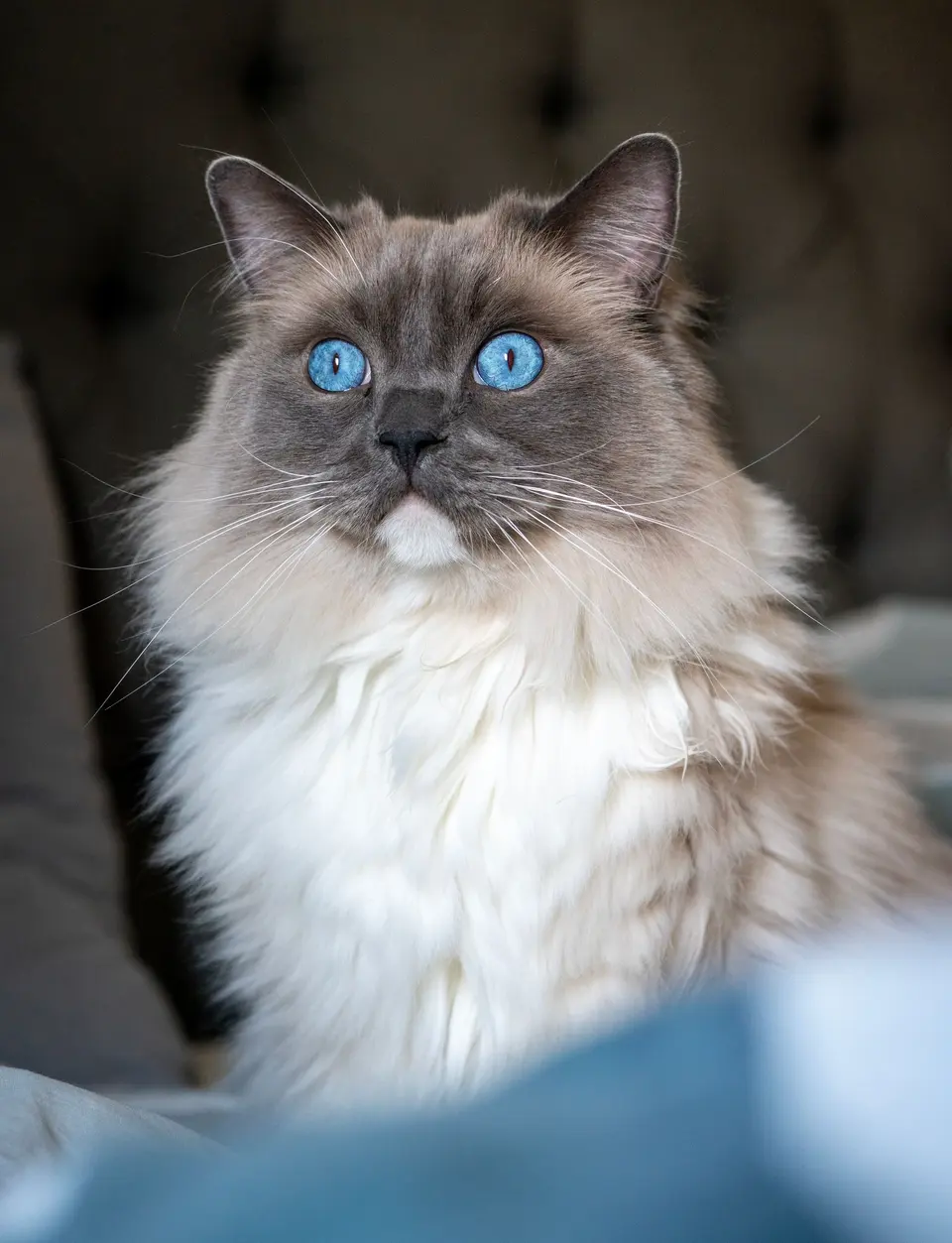Ragdoll