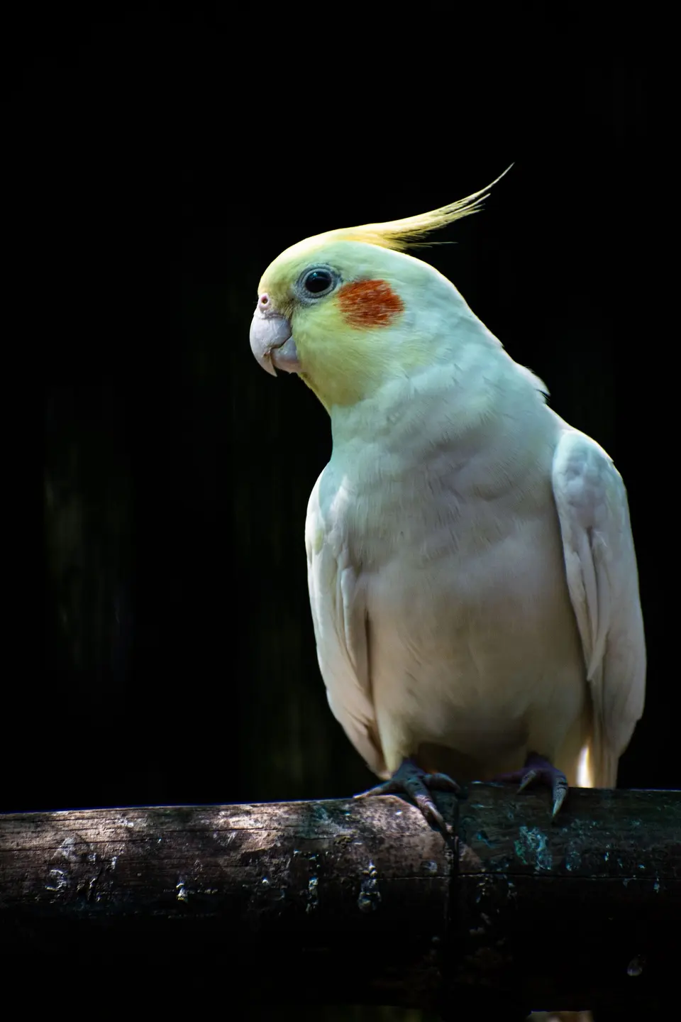 Close-Up Shot of a Cockatiel