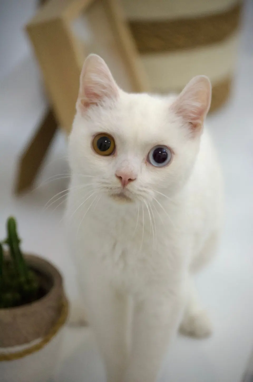 Pamuk