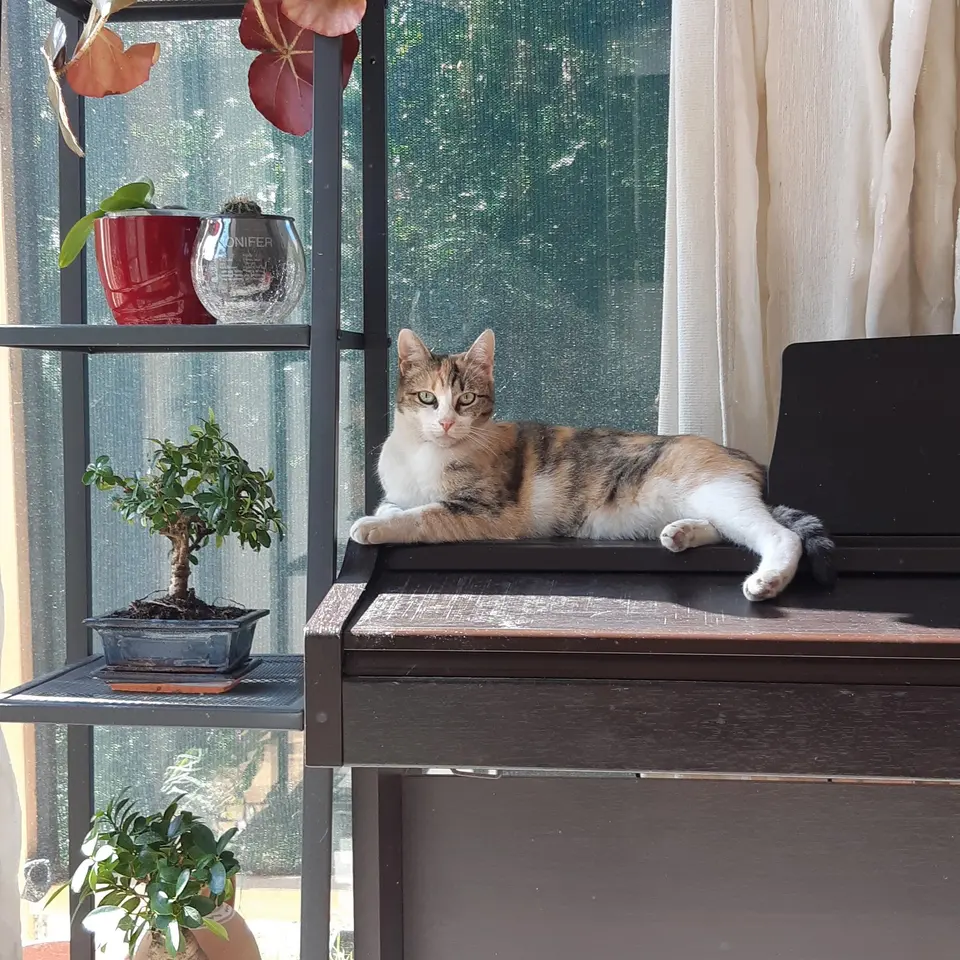 Zerdiva Kedi Ağacı 3 Katlı