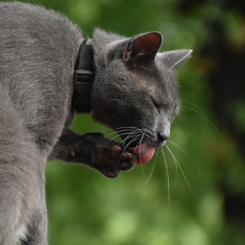 Mirsana Kedi Tüy Toplayıcı Tarak