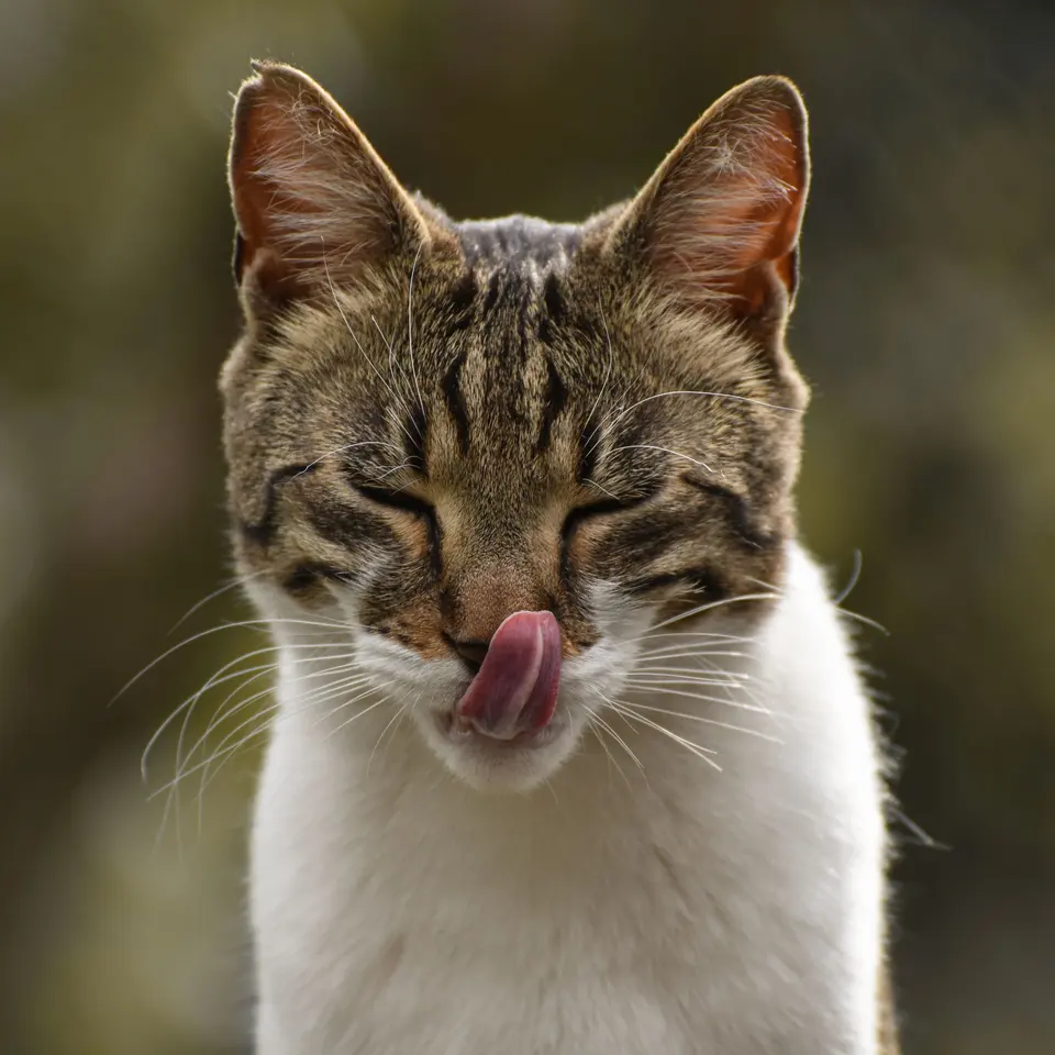 Talvio Yetişkin Kedi Maması Tavuklu