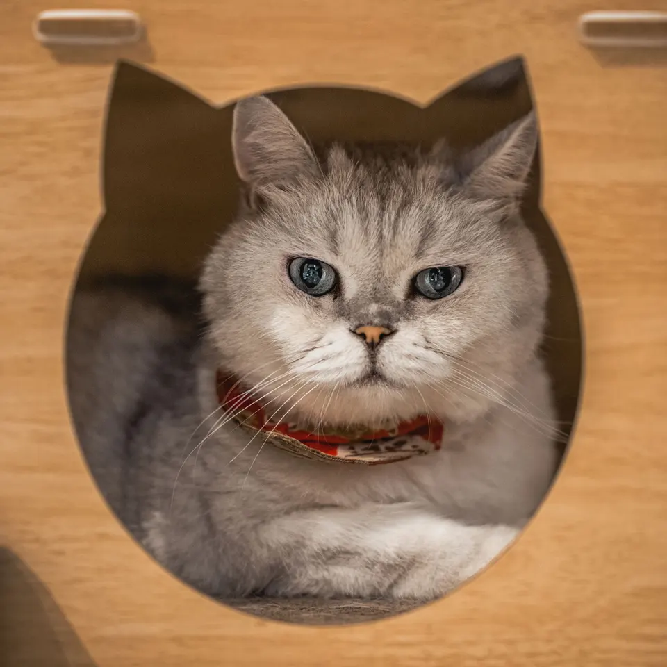 White Cat in a Hole