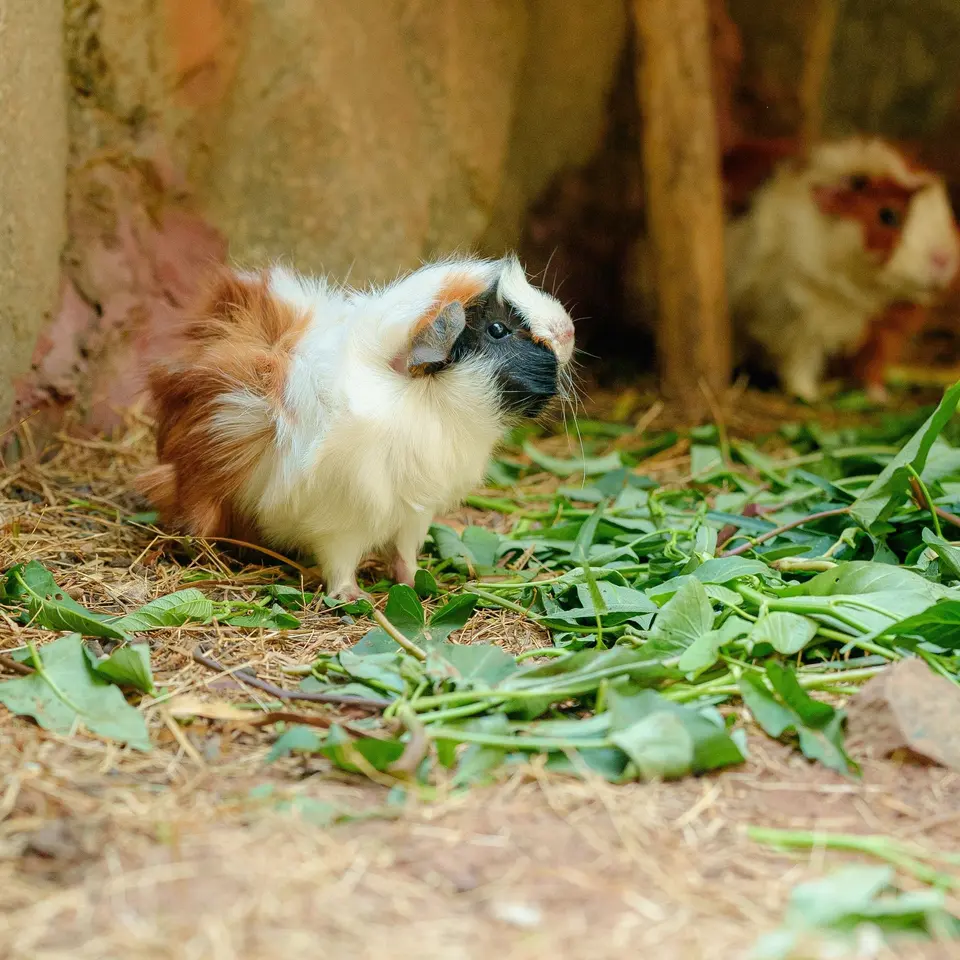 Playful Guinea Pigs in Natural Habitat