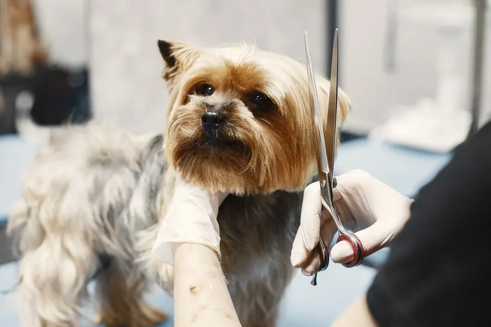 Cute Dog Getting Hairstyle in Grooming Salon