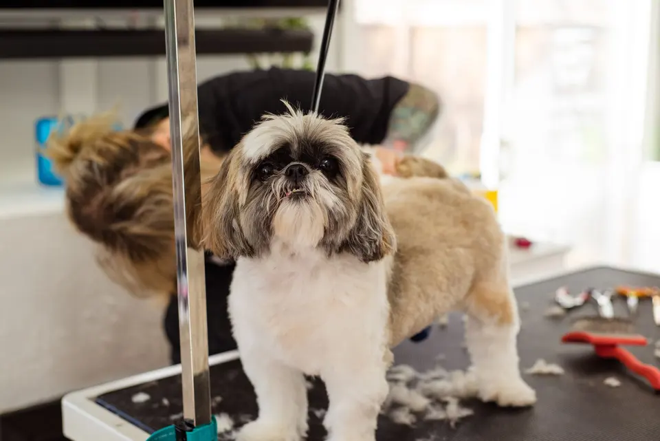 Bakımı yapılmış shih tzu