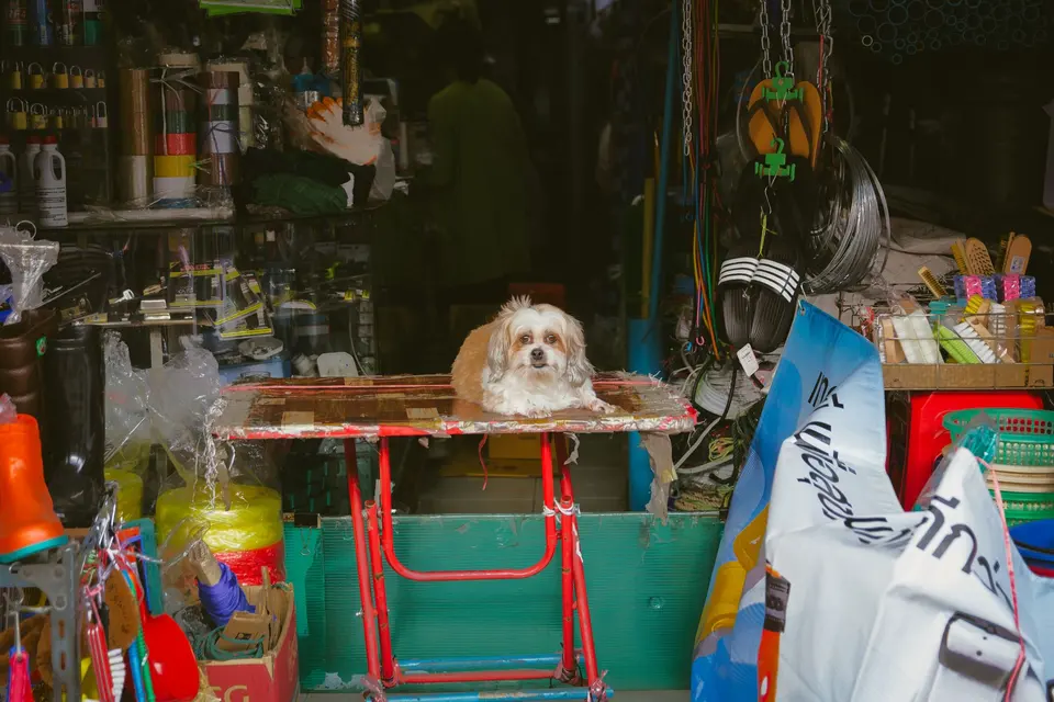 Small Dog on Table in Busy Shop Environment