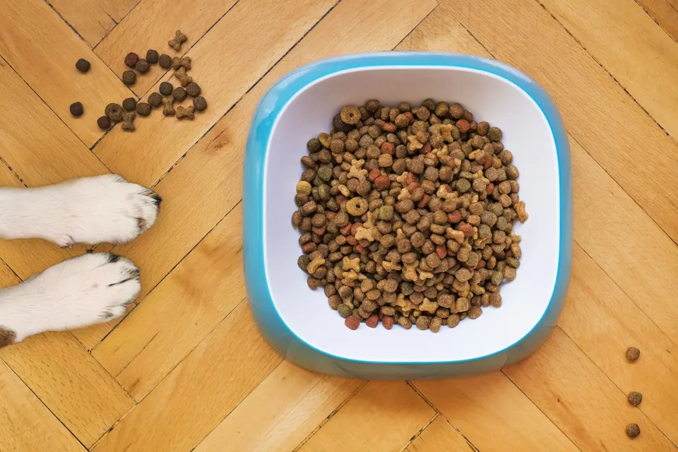 Overhead Shot of Dog Food in a White and Blue Bowl