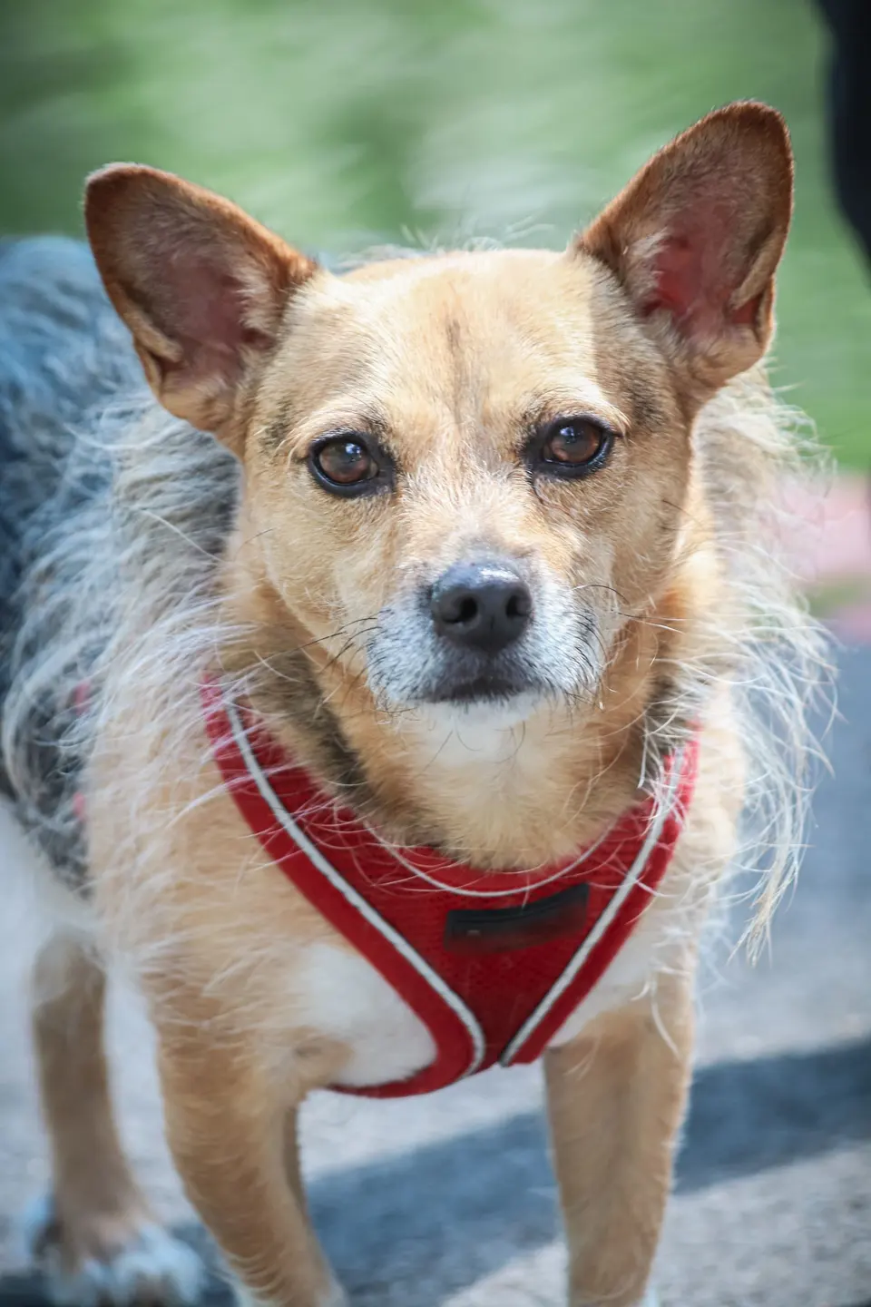 Picture of a Dog Standing Outside