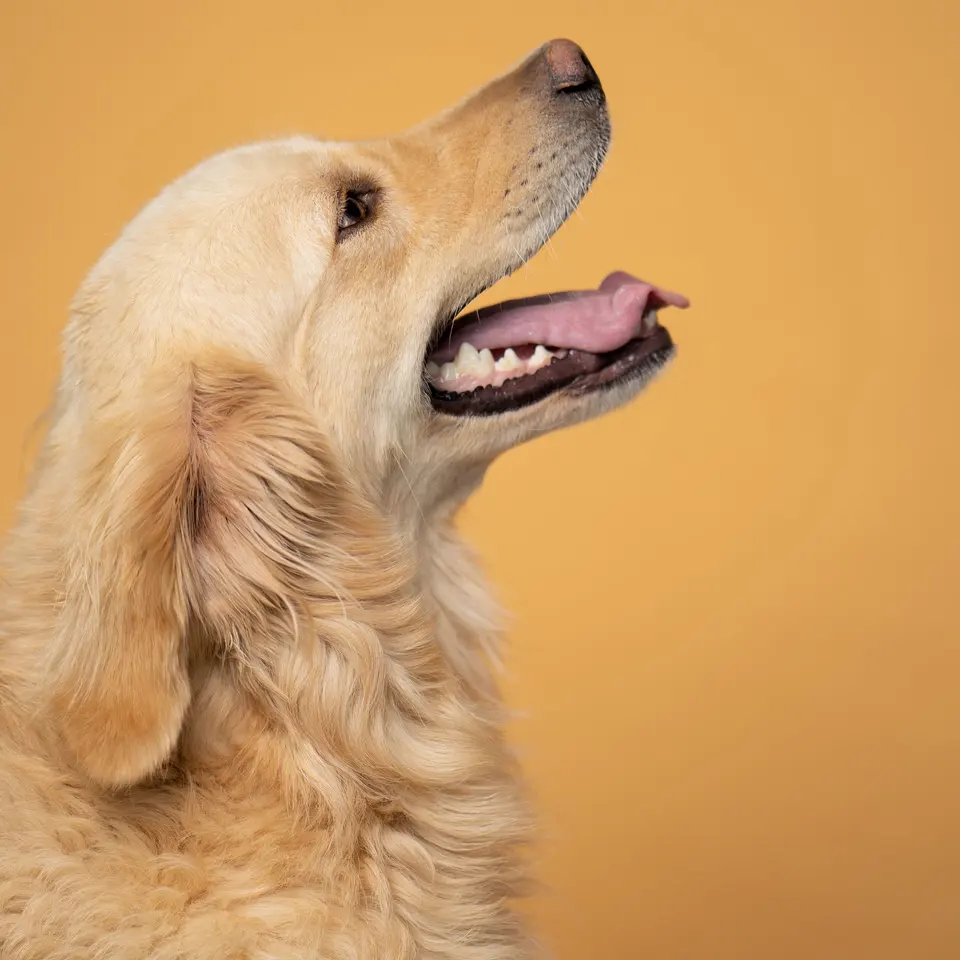 A Golden Retriever Looking Up